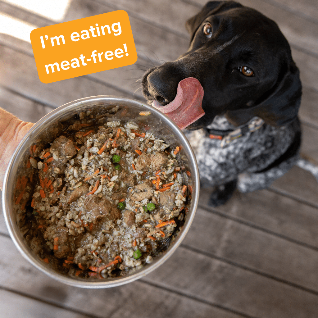 How healthy is a vegan diet for my dog?