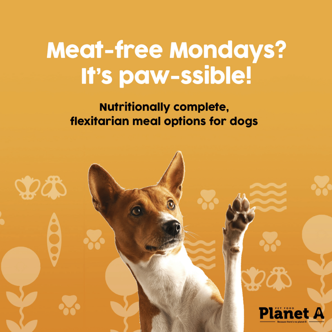 Meat-Free Monday: Will my dog like that vegan dog food???