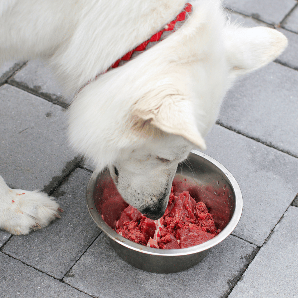 How much protein is too much for your dog?
